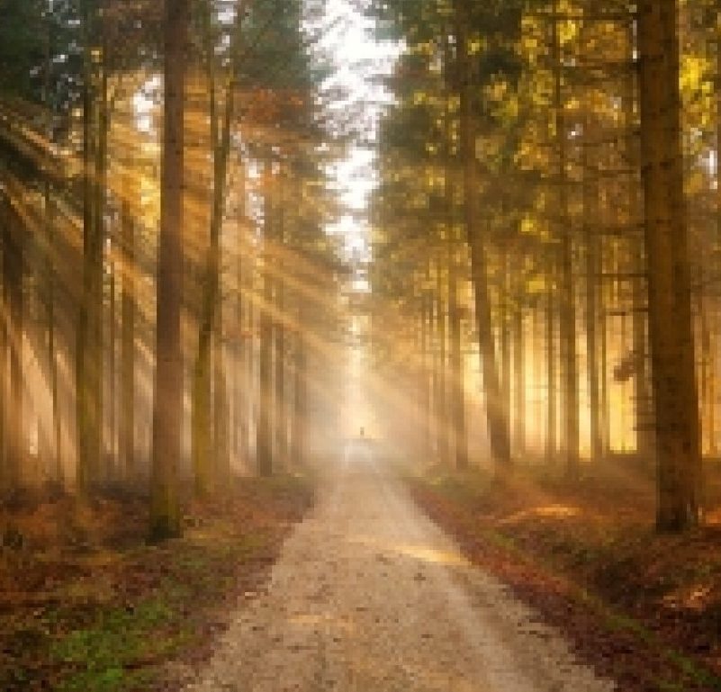 The Illuminated Path